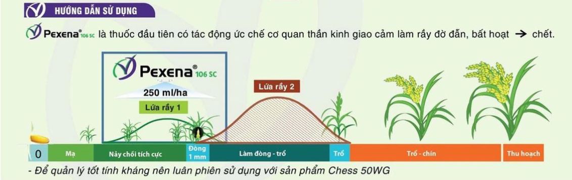 Pexena 106SC giải pháp trừ rầy nâu thế hệ mới Huong dan su dung thuoc tru ray nau hai lua hieu qua