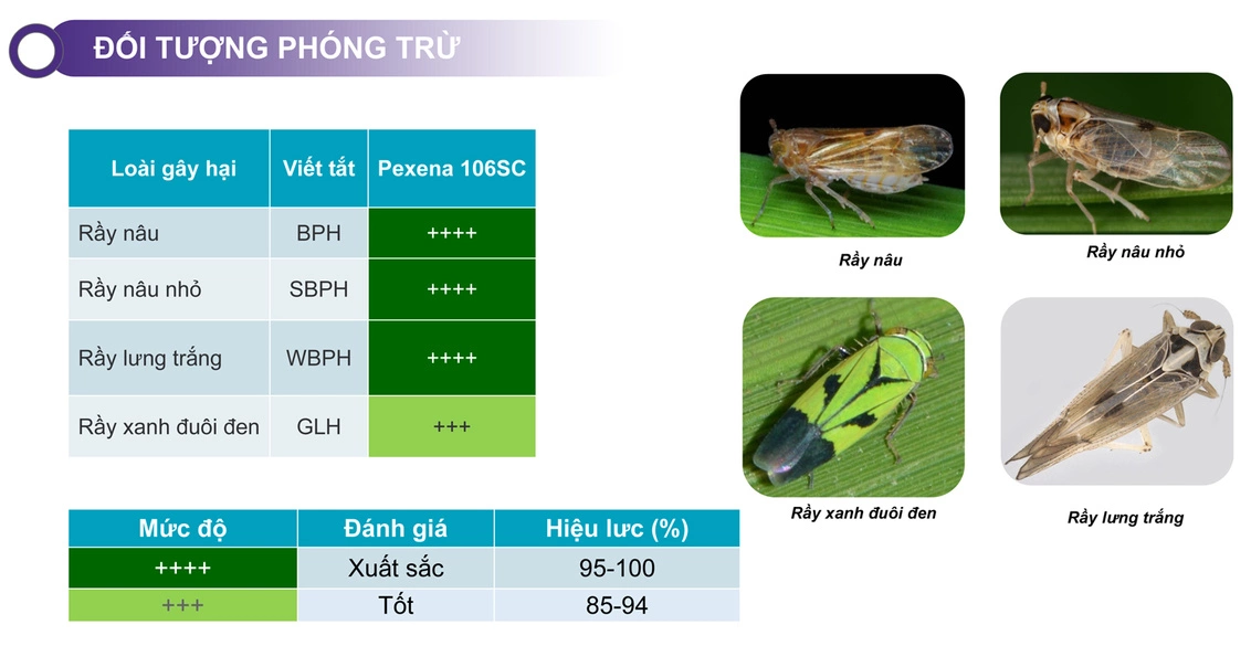 Pexena 106SC giải pháp trừ rầy nâu thế hệ mới doi tuong phong tru Pexena 106SC giai phap tru ray the he moi